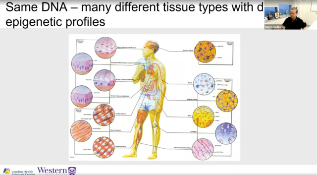 Depiction of person with many different tissue types highlighted
